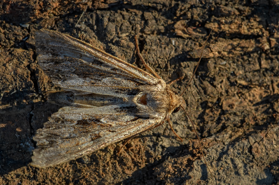 šedavka trávová - Apamea monoglypha