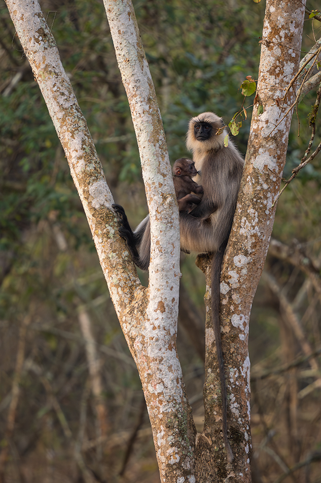 Semnopithecus hypoleucos