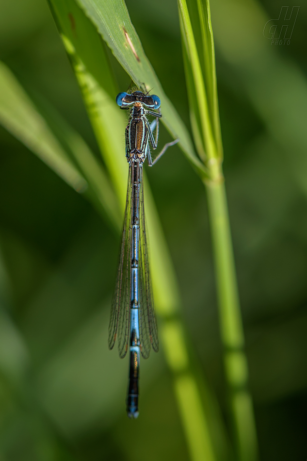 šidélko brvonohé - Platycnemis pennipes