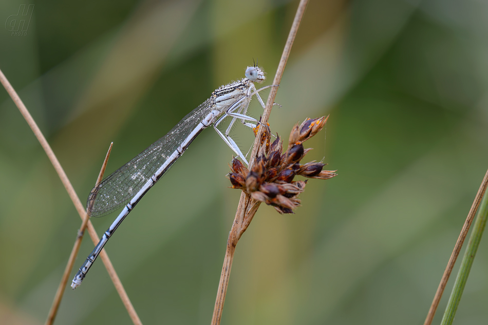 šidélko brvonohé - Platycnemis pennipes