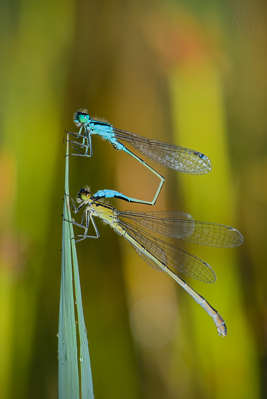 šidélko páskované - Coenagrion puella