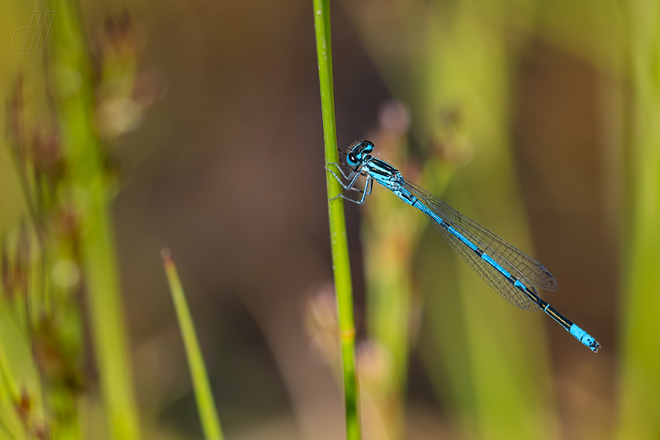 šidélko páskované - Coenagrion puella