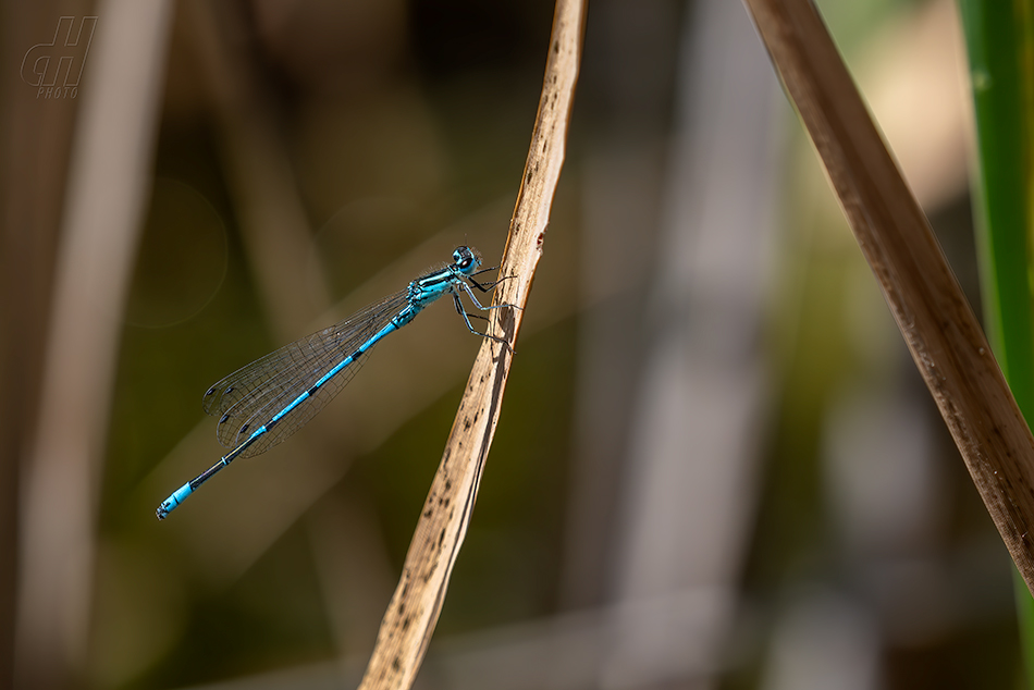 šidélko páskované - Coenagrion puella