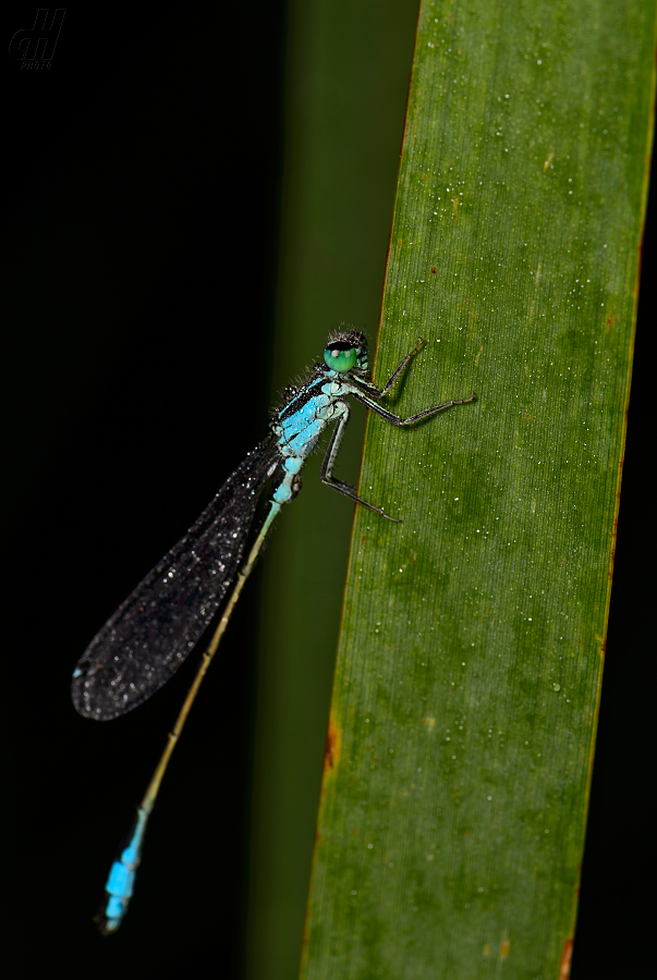 šidélko větší - Ischnura elegans