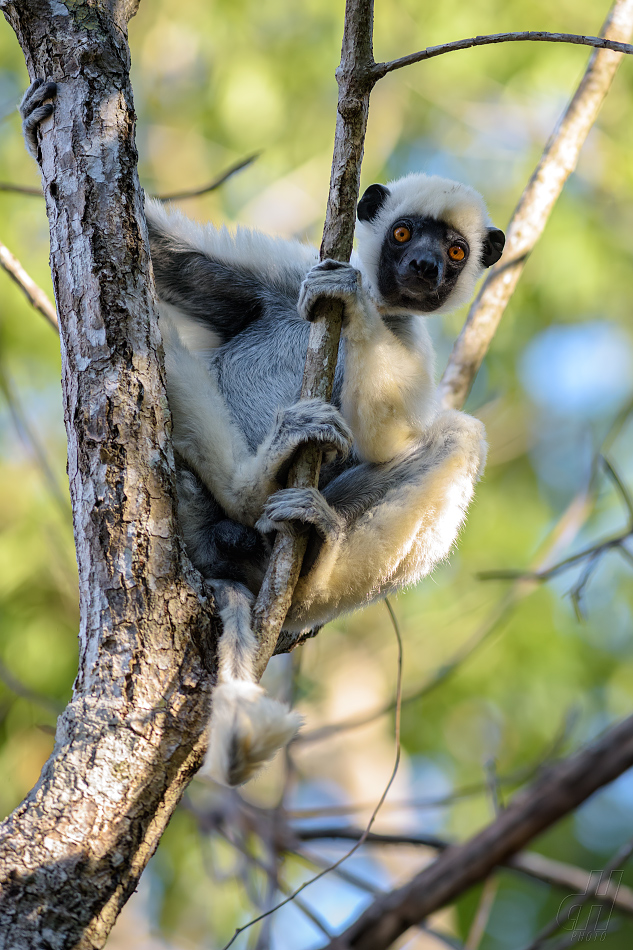 sifaka Deckenův - Propithecus deckenii