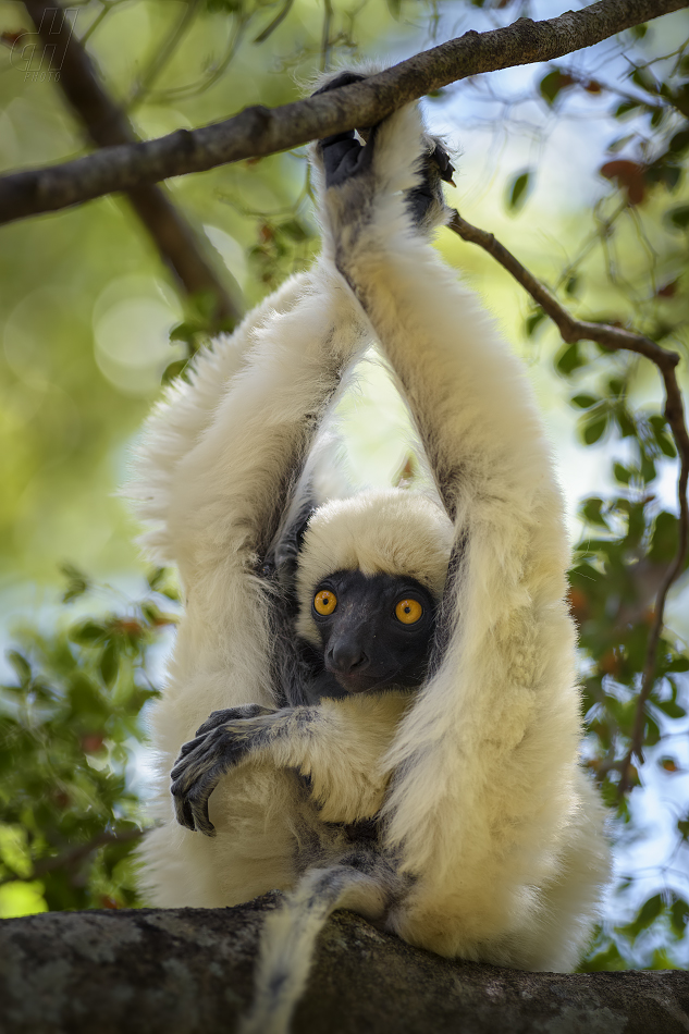 sifaka Deckenův - Propithecus deckenii