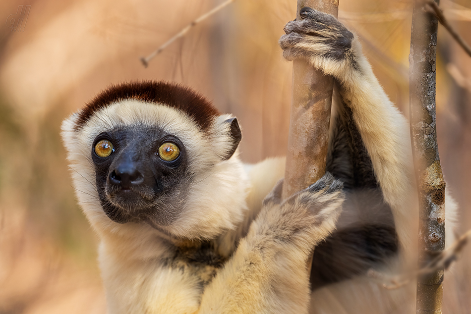 sifaka malý - Propithecus verreauxi