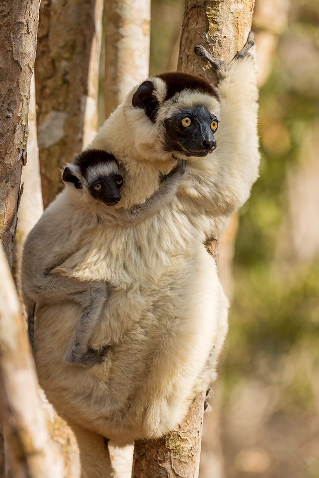 sifaka malý - Propithecus verreauxi