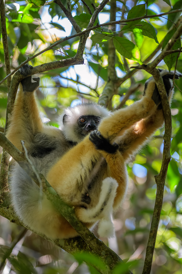 sifaka velký - Propithecus diadema