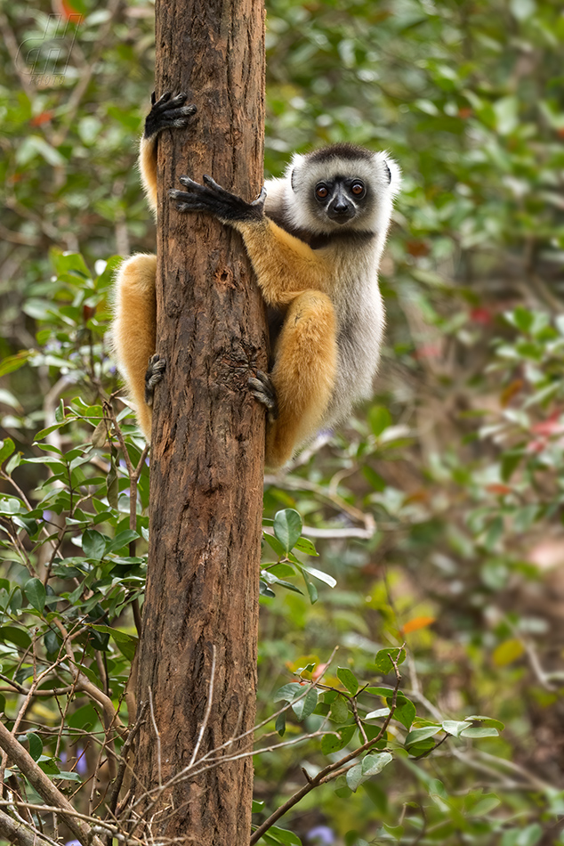 sifaka velký - Propithecus diadema