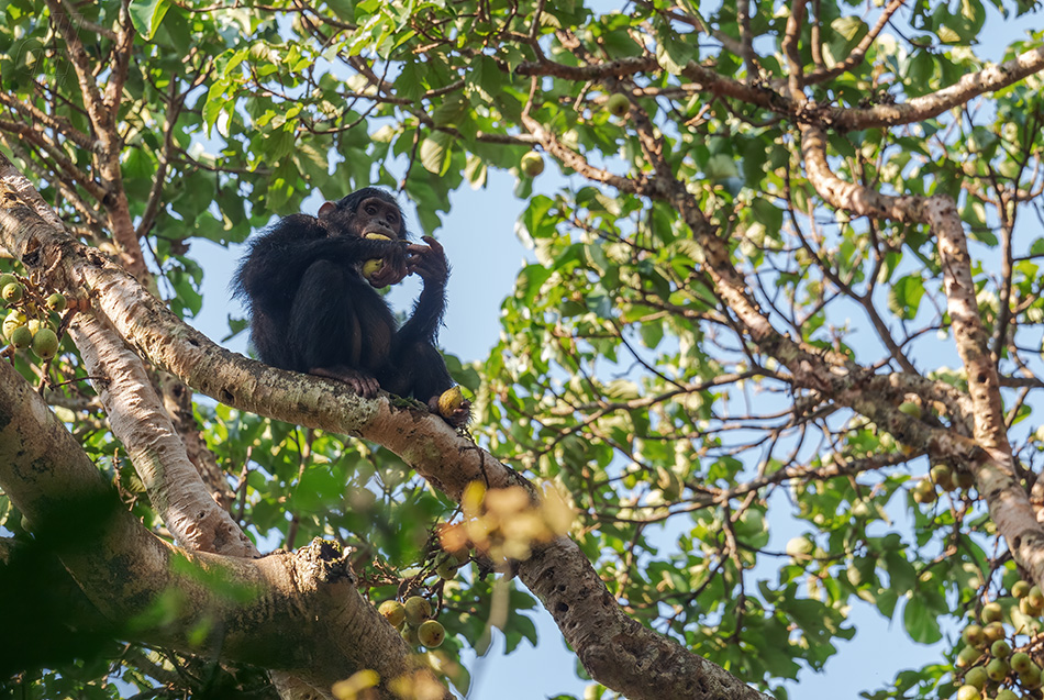 šimpanz - Pan troglodytes