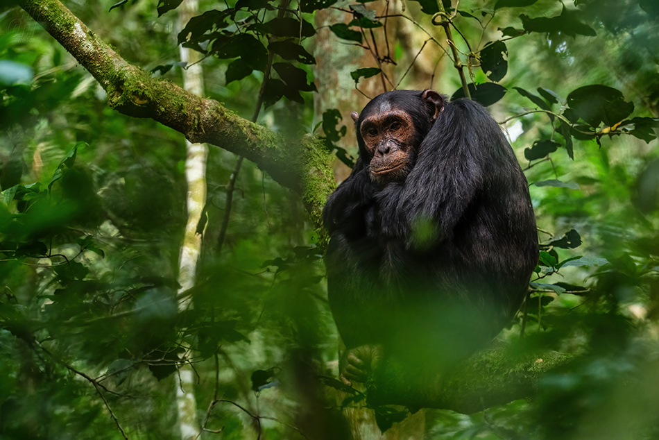 šimpanz - Pan troglodytes
