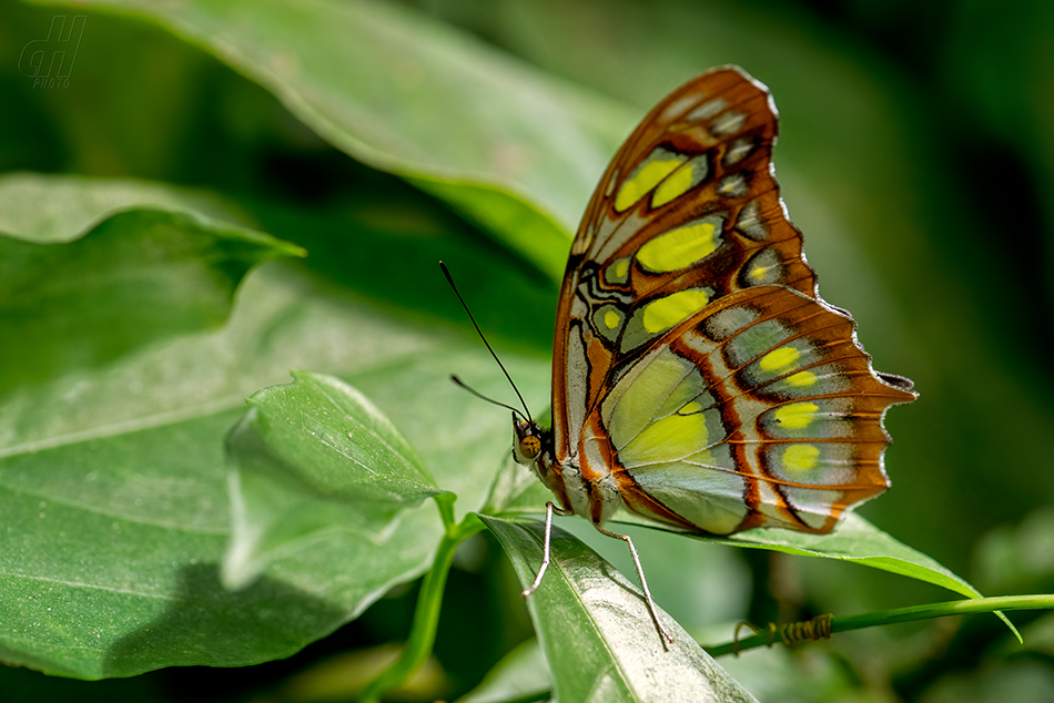 Siproeta stelenes