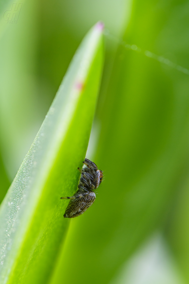 skákavka medová - Heliophanus melinus