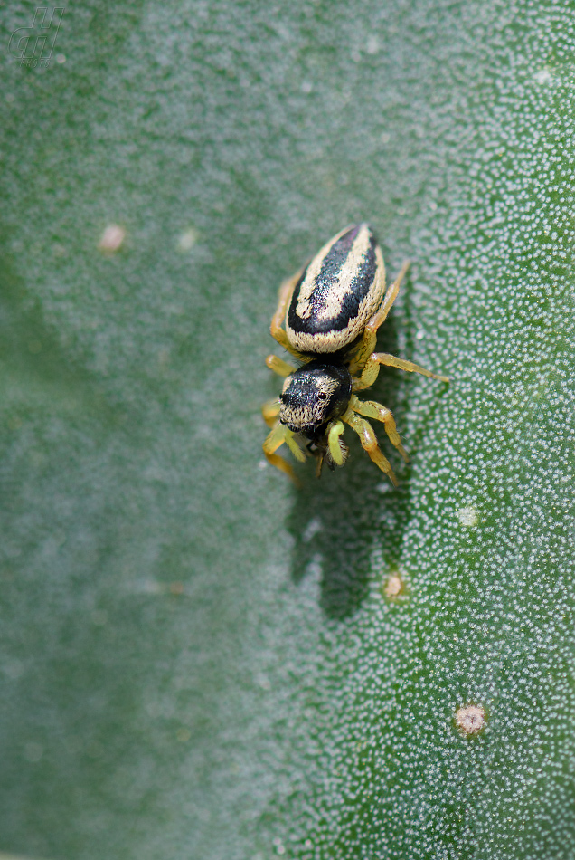 skákavka medová - Heliophanus melinus