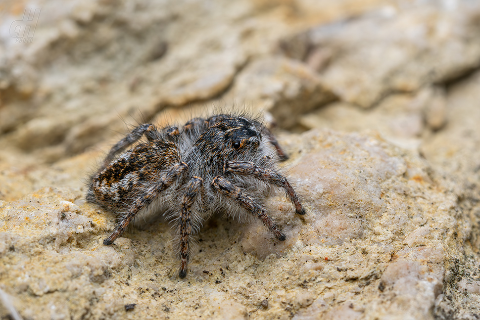 skákavka rudopásá - Philaeus chrysops