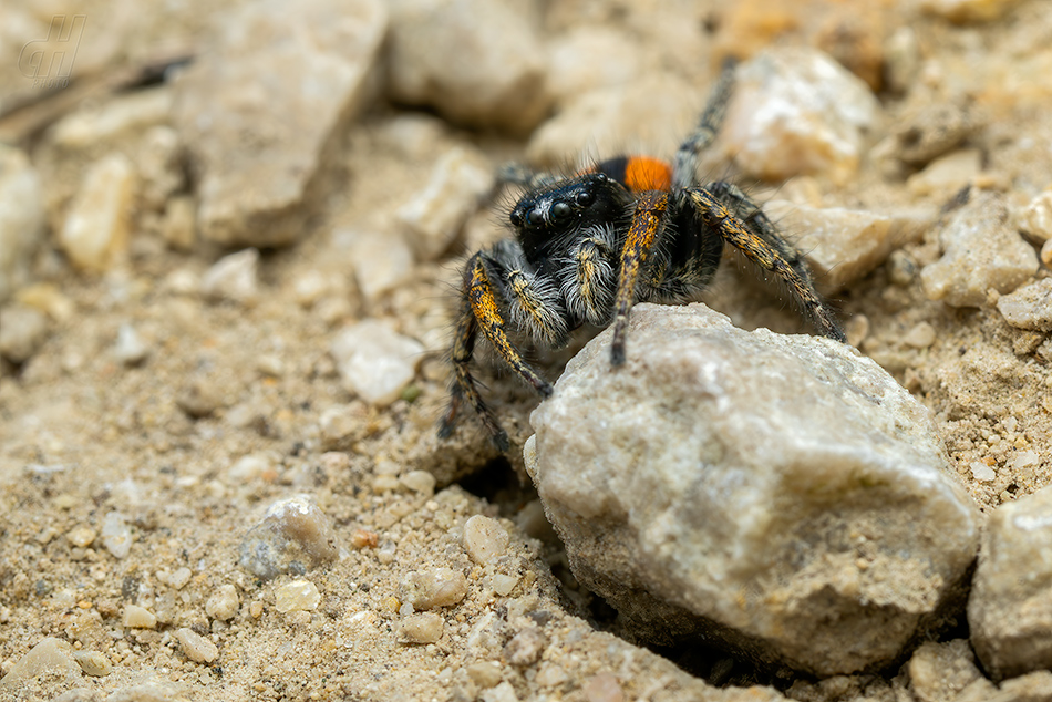 skákavka rudopásá - Philaeus chrysops