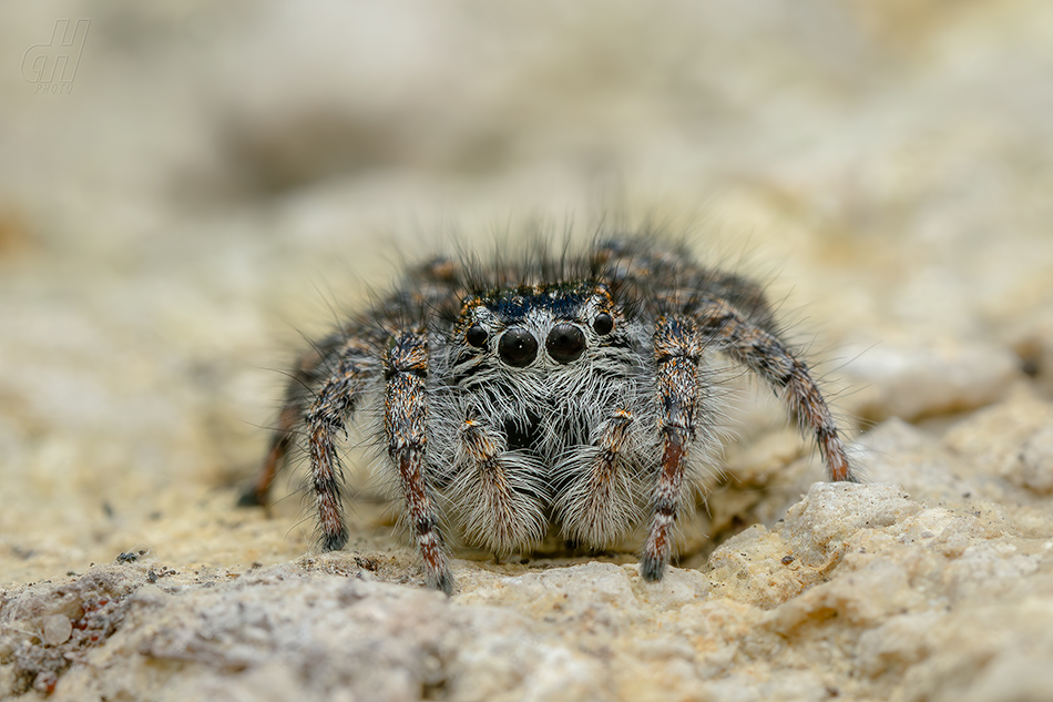 skákavka rudopásá - Philaeus chrysops
