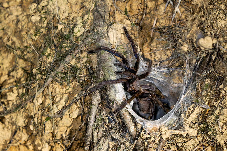 sklípkan mrzutý - Chilobrachys dyscolus