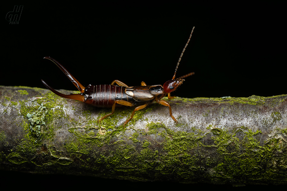 škvor obecný - Forficula auricularia