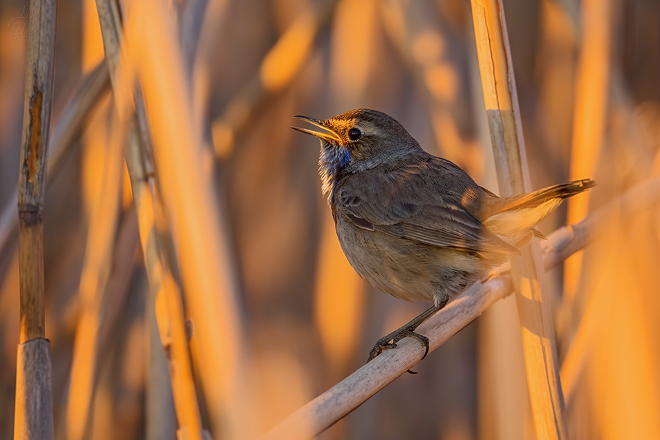 slavík modráček - Cyanecula svecica