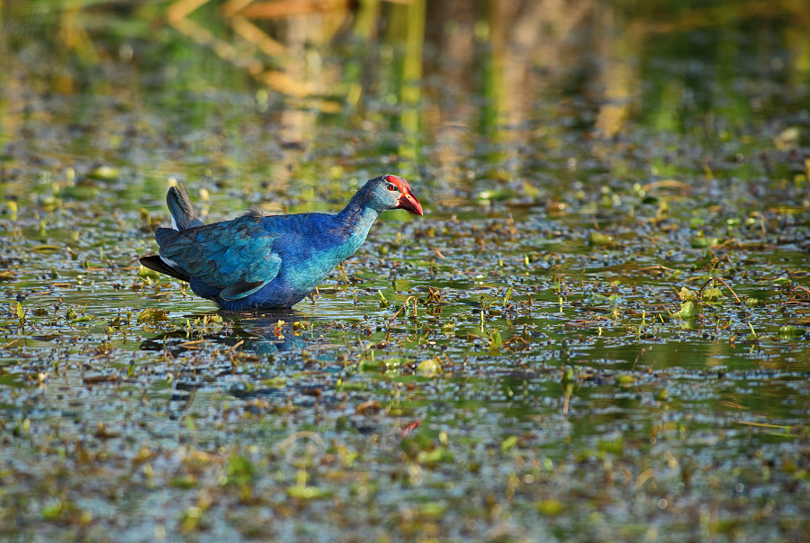 slípka modrá - Porphyrio porphyrio