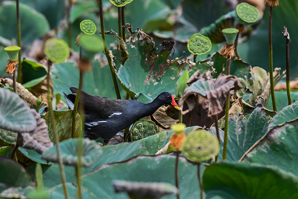 slípka zelenonohá - Gallinula chloropus