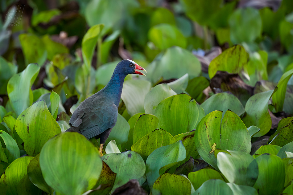 slípka žlutonohá - Porphyrio martinica