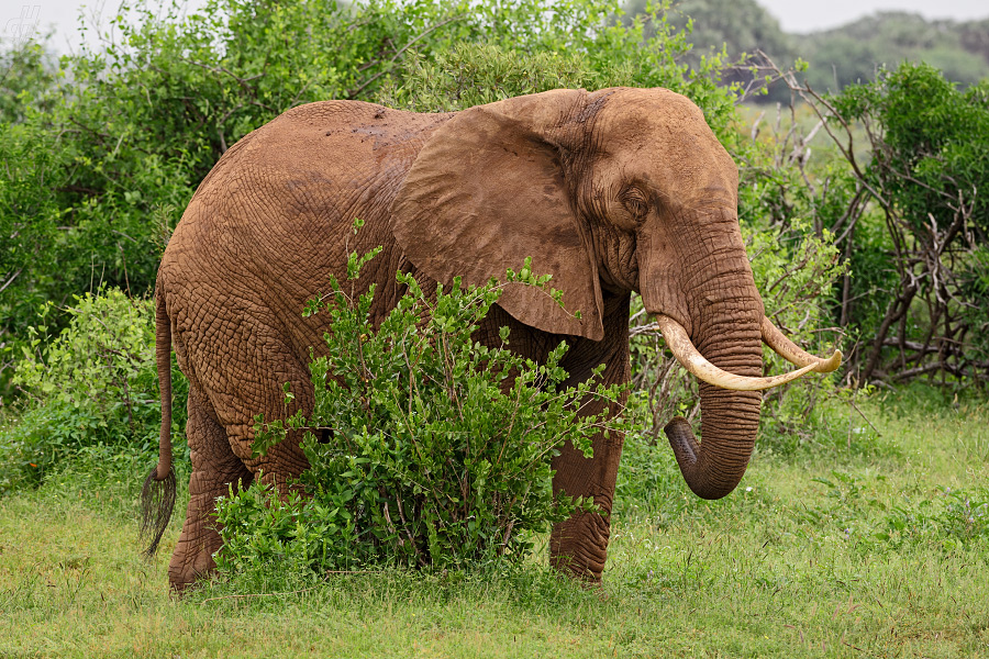 slon africký - Loxodonta africana
