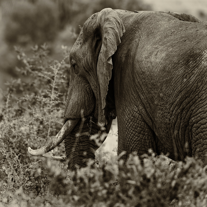 slon africký - Loxodonta africana