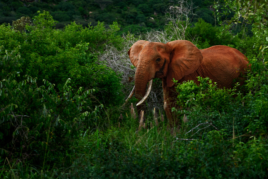 slon africký - Loxodonta africana