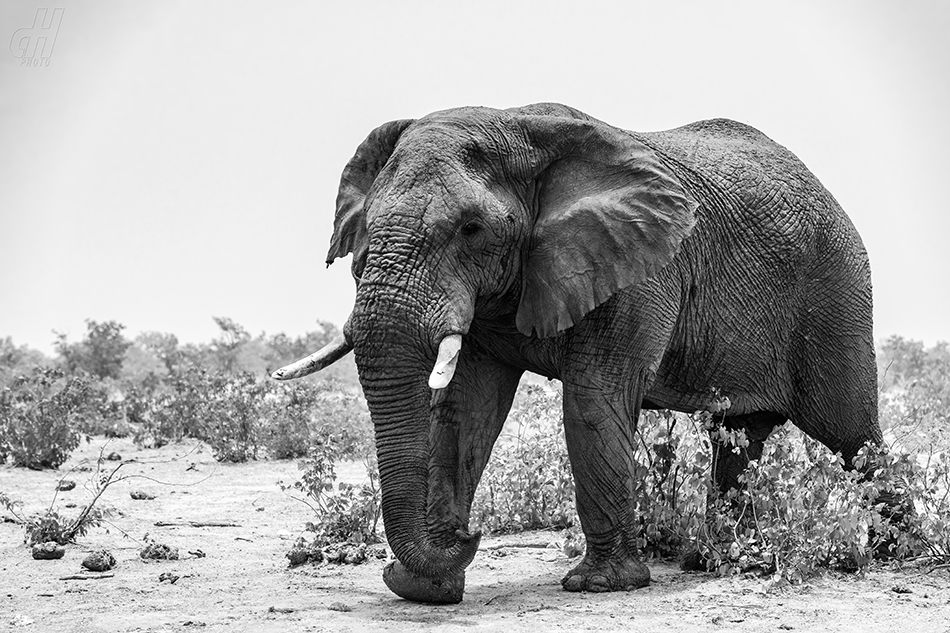 slon africký - Loxodonta africana