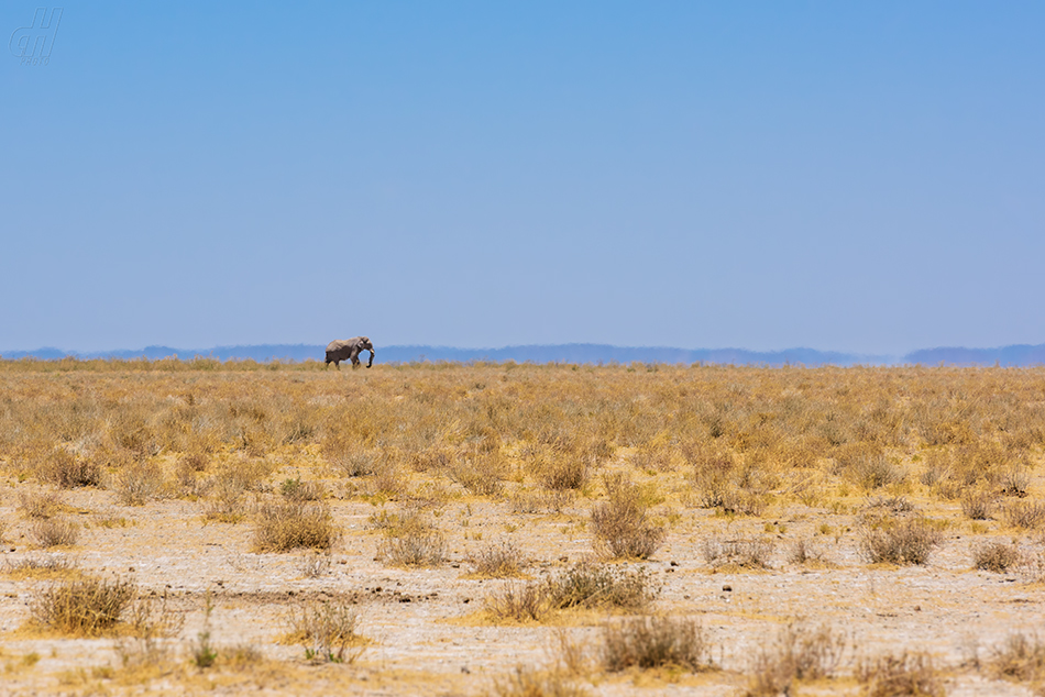 slon africký - Loxodonta africana