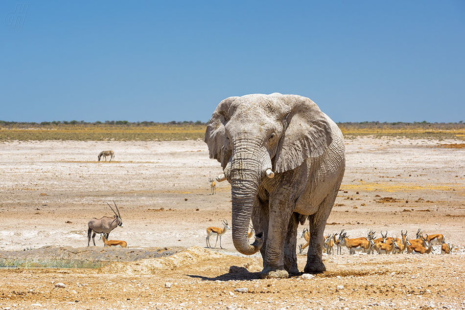 slon africký - Loxodonta africana