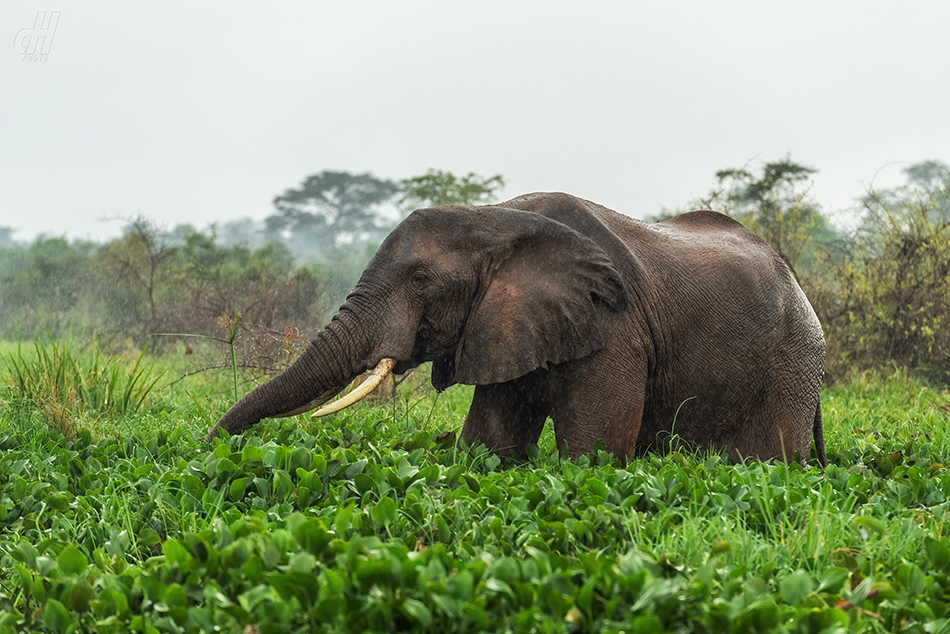 slon africký - Loxodonta africana