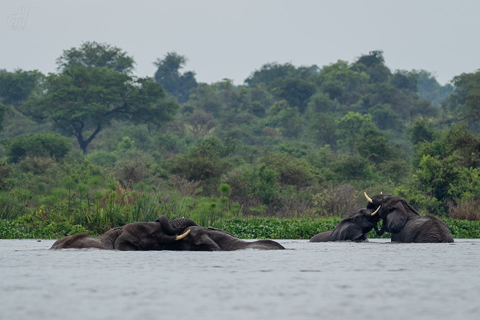 slon africký - Loxodonta africana