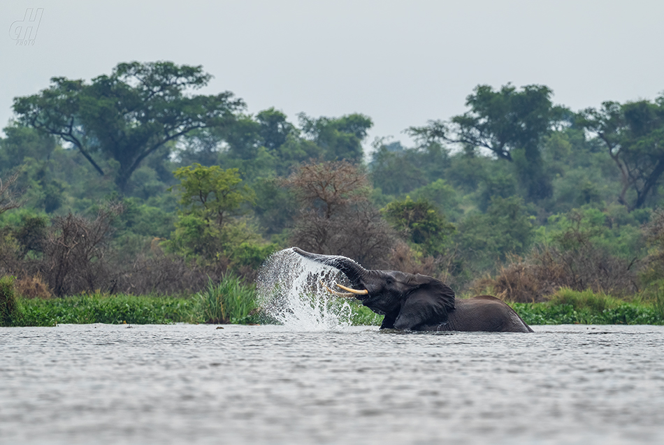 slon africký - Loxodonta africana