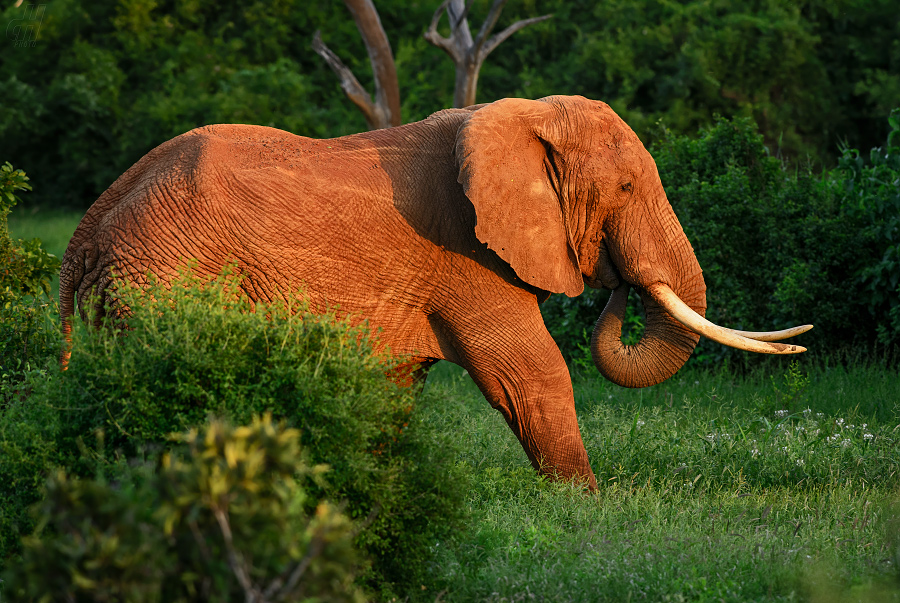 slon africký - Loxodonta africana