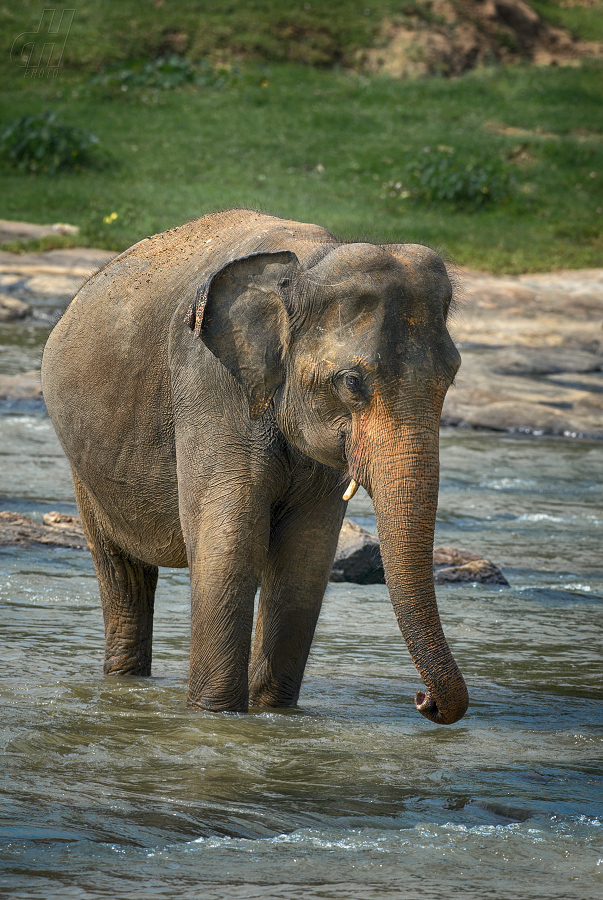 slon indický - Elephas maximus