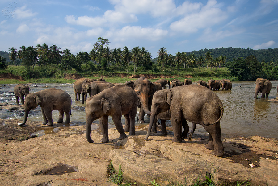 slon indický - Elephas maximus