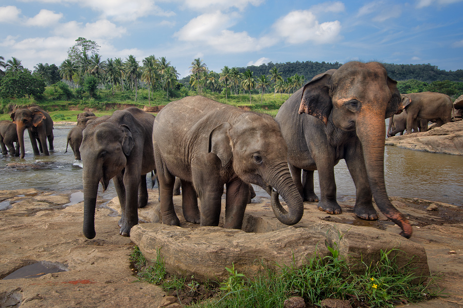 slon indický - Elephas maximus