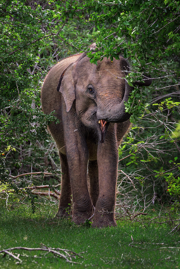 slon indický - Elephas maximus