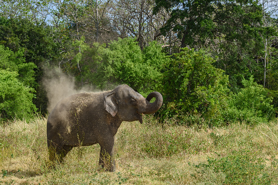 slon indický - Elephas maximus