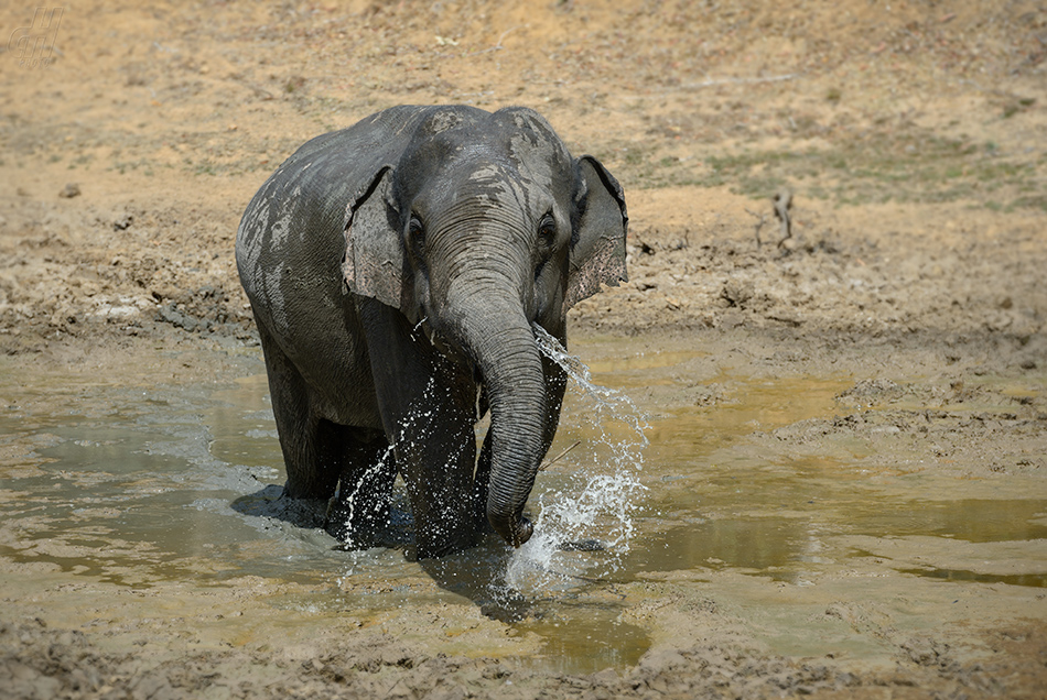 slon indický - Elephas maximus