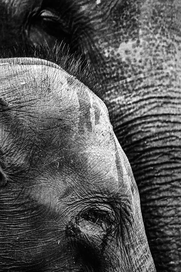 slon indický - Elephas maximus