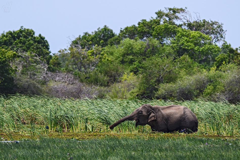 slon indický - Elephas maximus