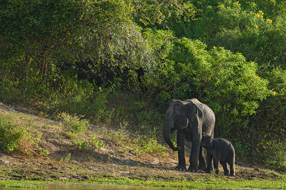 slon indický - Elephas maximus