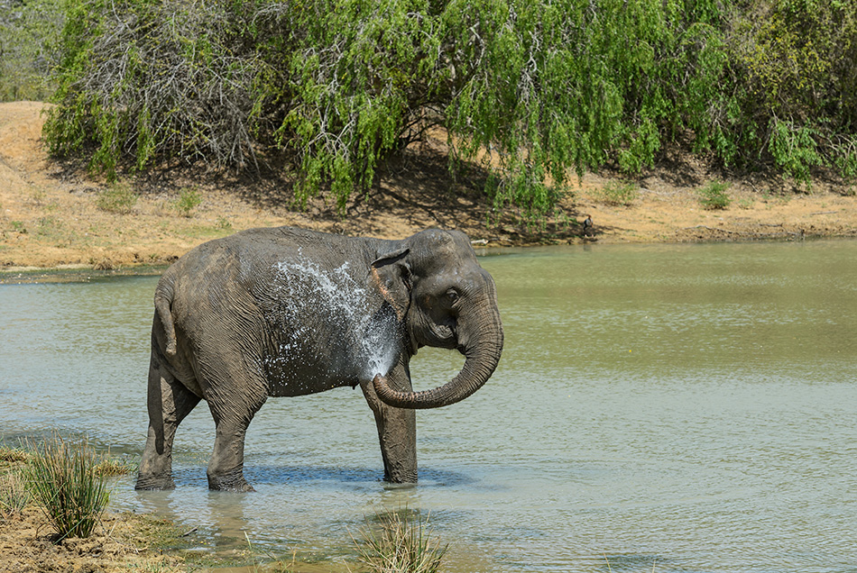 slon indický - Elephas maximus