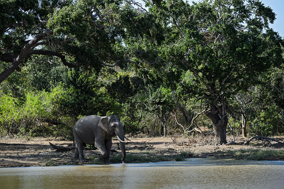 slon indický - Elephas maximus