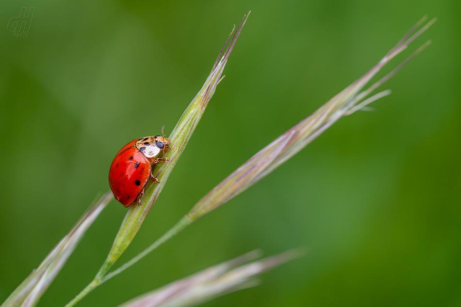 slunéčko desetitečné - Adalia decempunctata